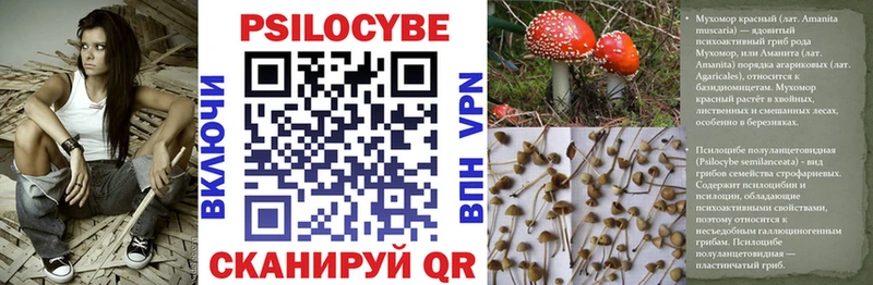 Псилоцибиновые грибы Magic Shrooms купить сайты Бабушкин