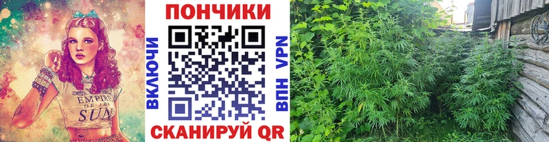 Бошки марихуана планчик  купить наркотики сайты  Бабушкин 